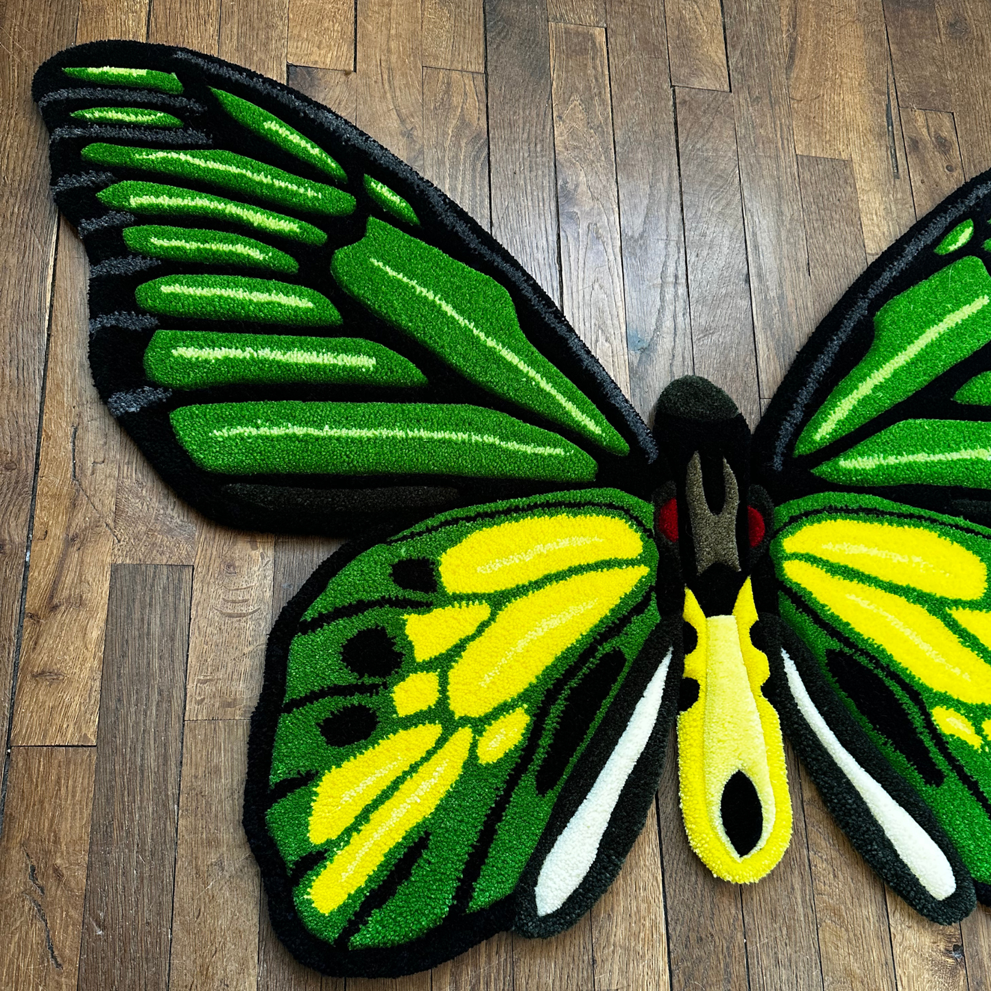 PRÉ-COMMANDE - Ornithoptera