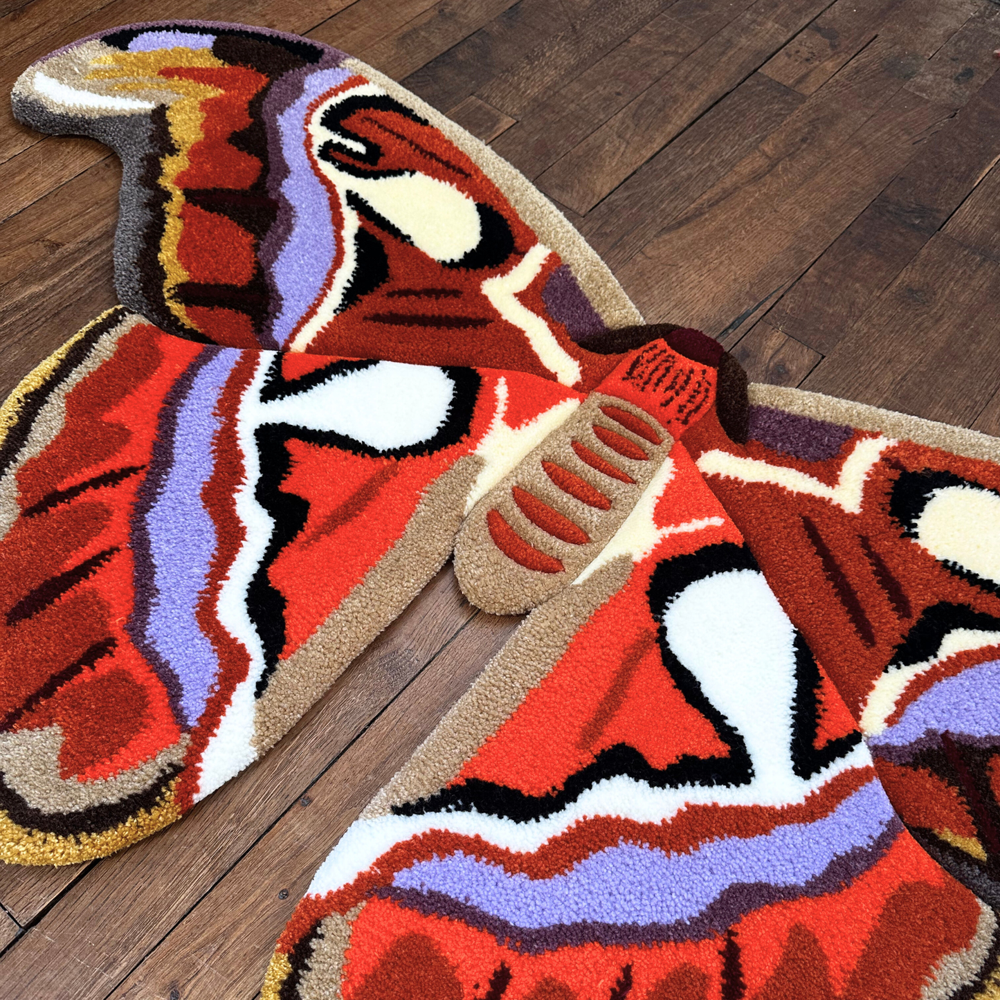 PRÉ-COMMANDE - Attacus Atlas