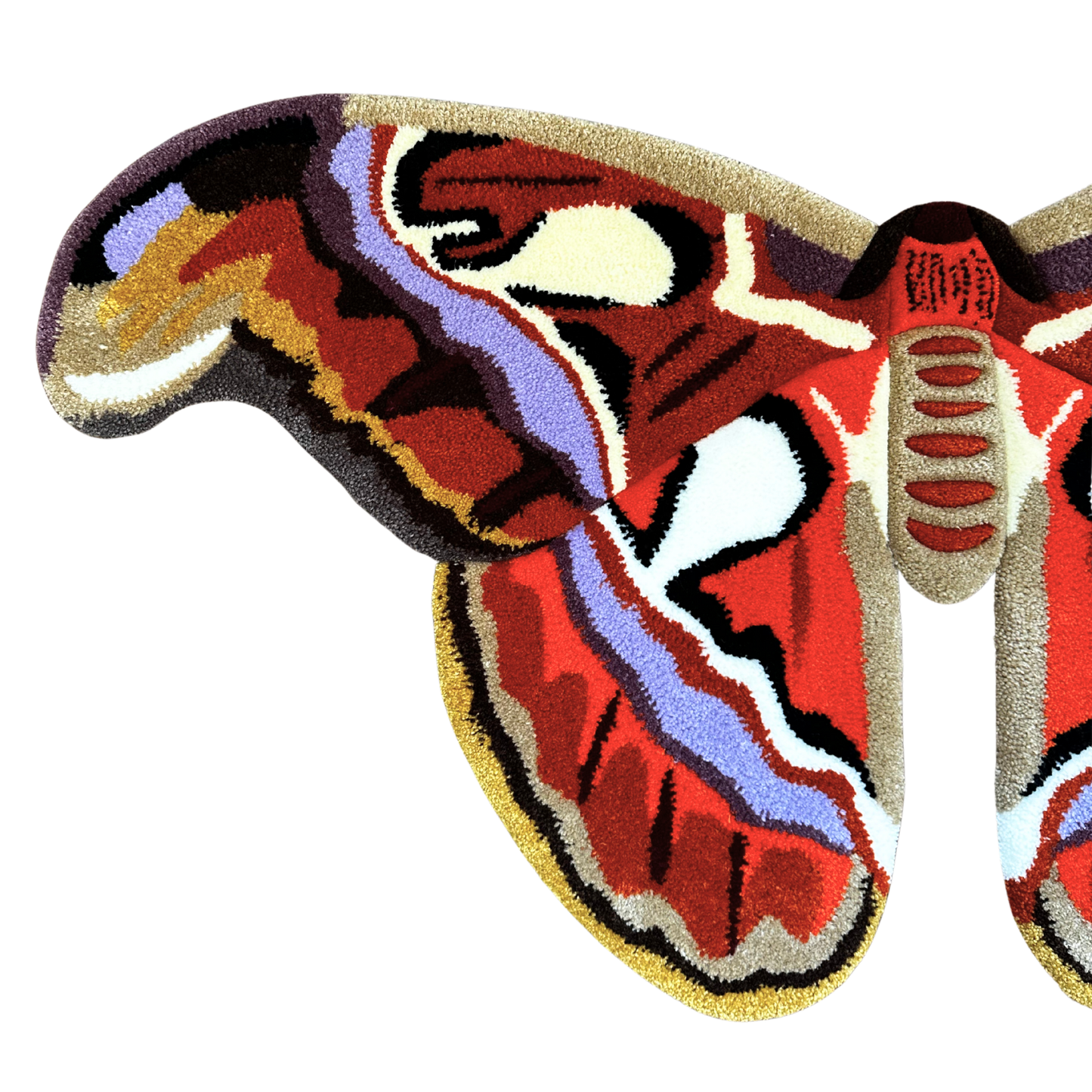 PRÉ-COMMANDE - Attacus Atlas
