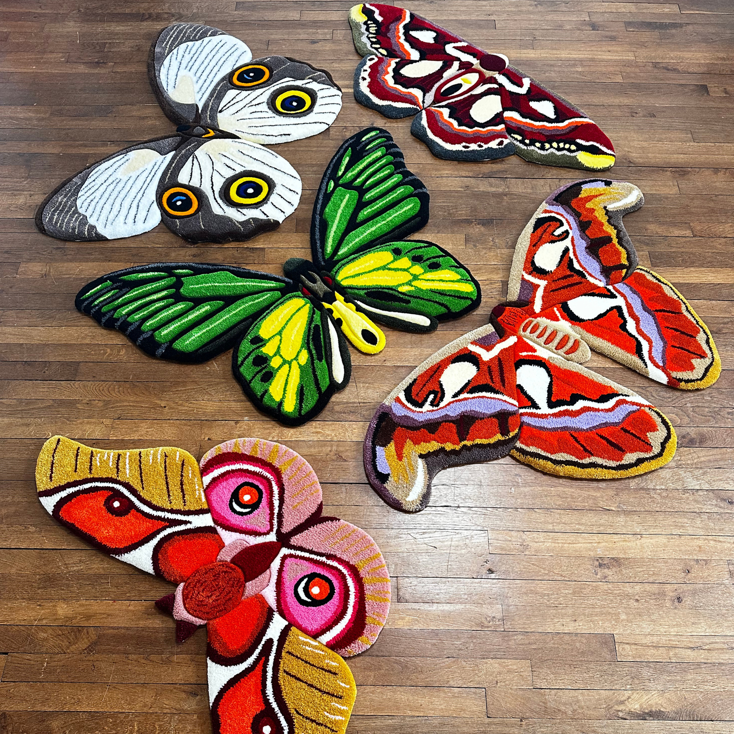 PRÉ-COMMANDE - Attacus Atlas