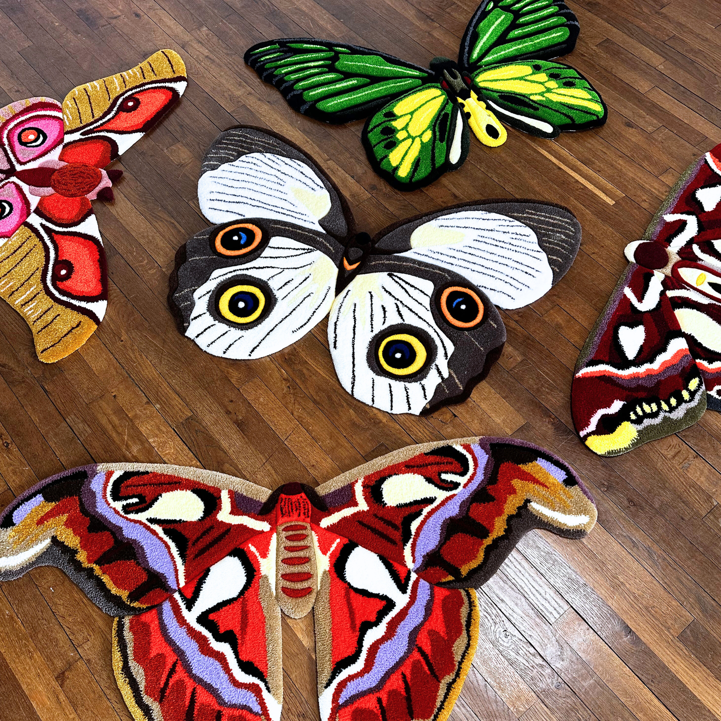 PRÉ-COMMANDE - Antherina Suraka