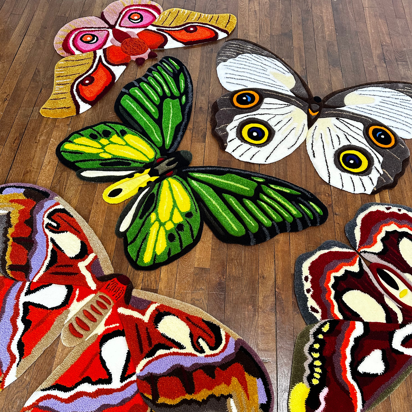 PRÉ-COMMANDE - Attacus Atlas