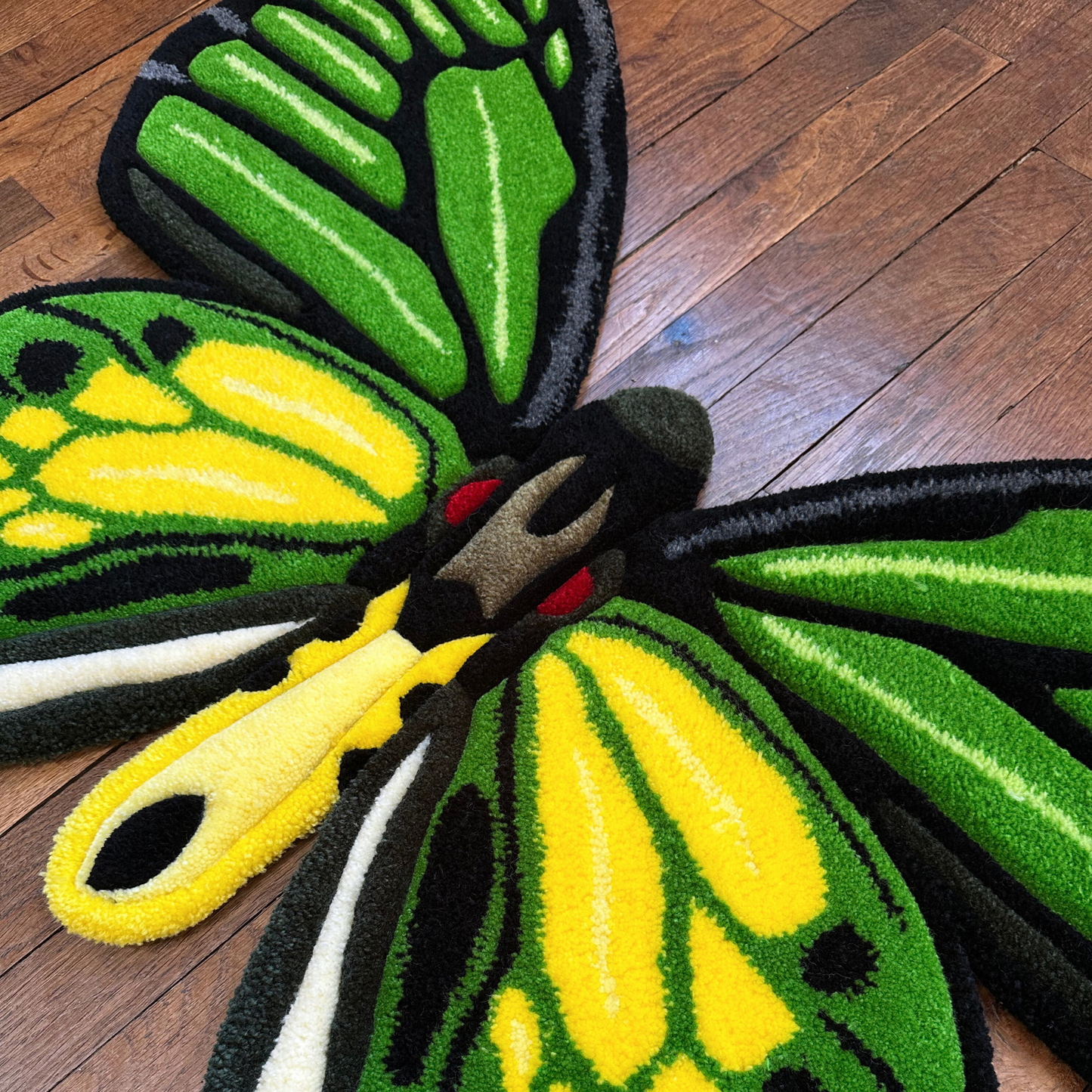 PRÉ-COMMANDE - Ornithoptera